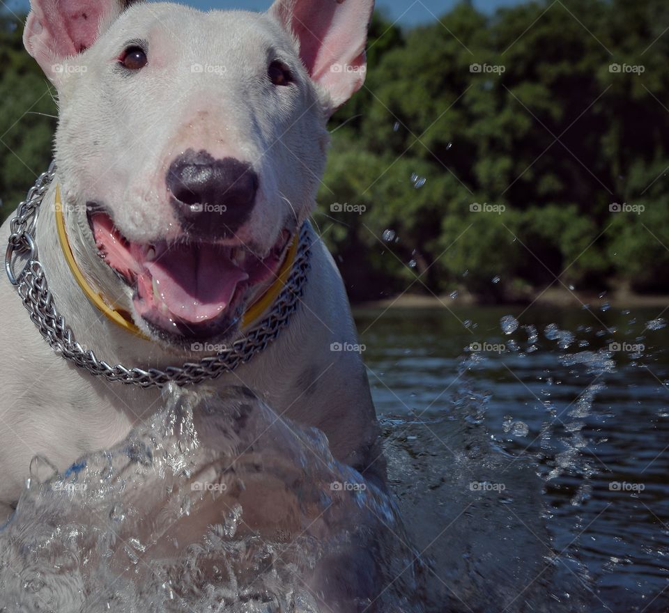 bull terrier