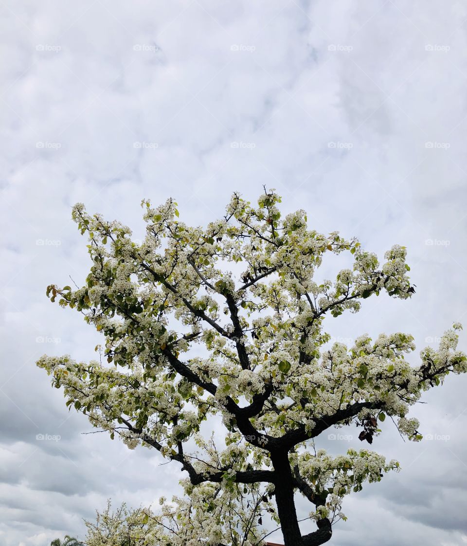 White tree against white clouds.