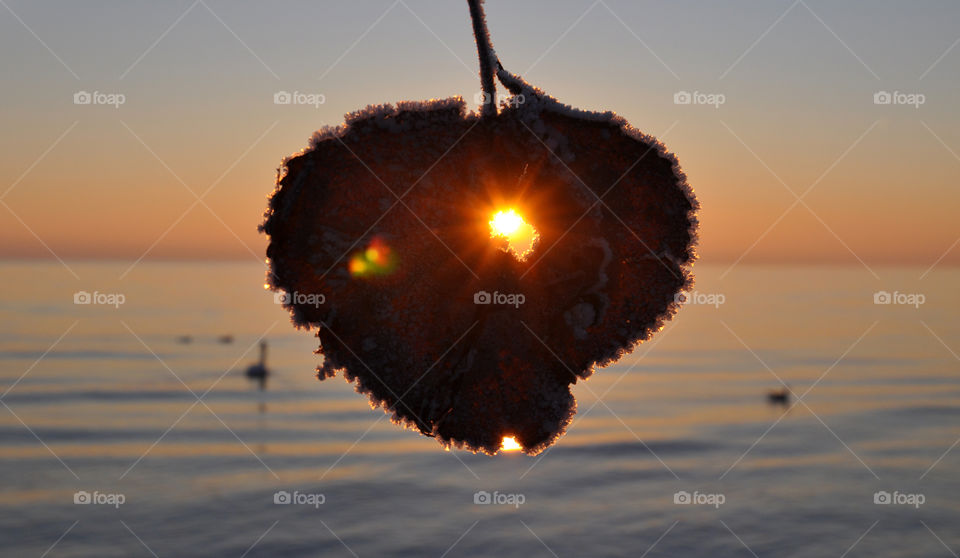 golden light through the frozen heart shape leaf during sunrise