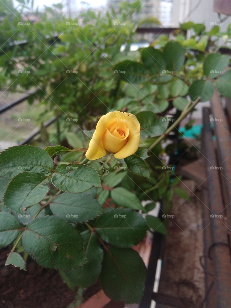 beautiful yellow rose bud