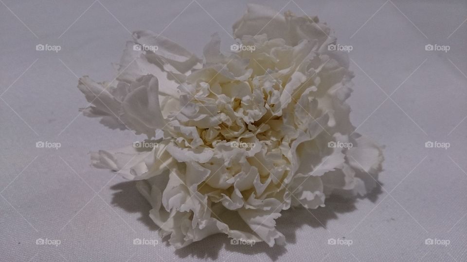 A White Carnation