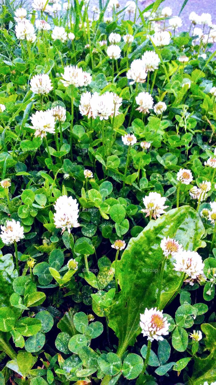 Flower, Flora, Nature, Leaf, Field