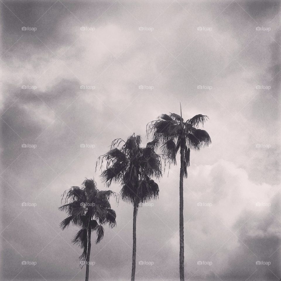 Rainy Palms
