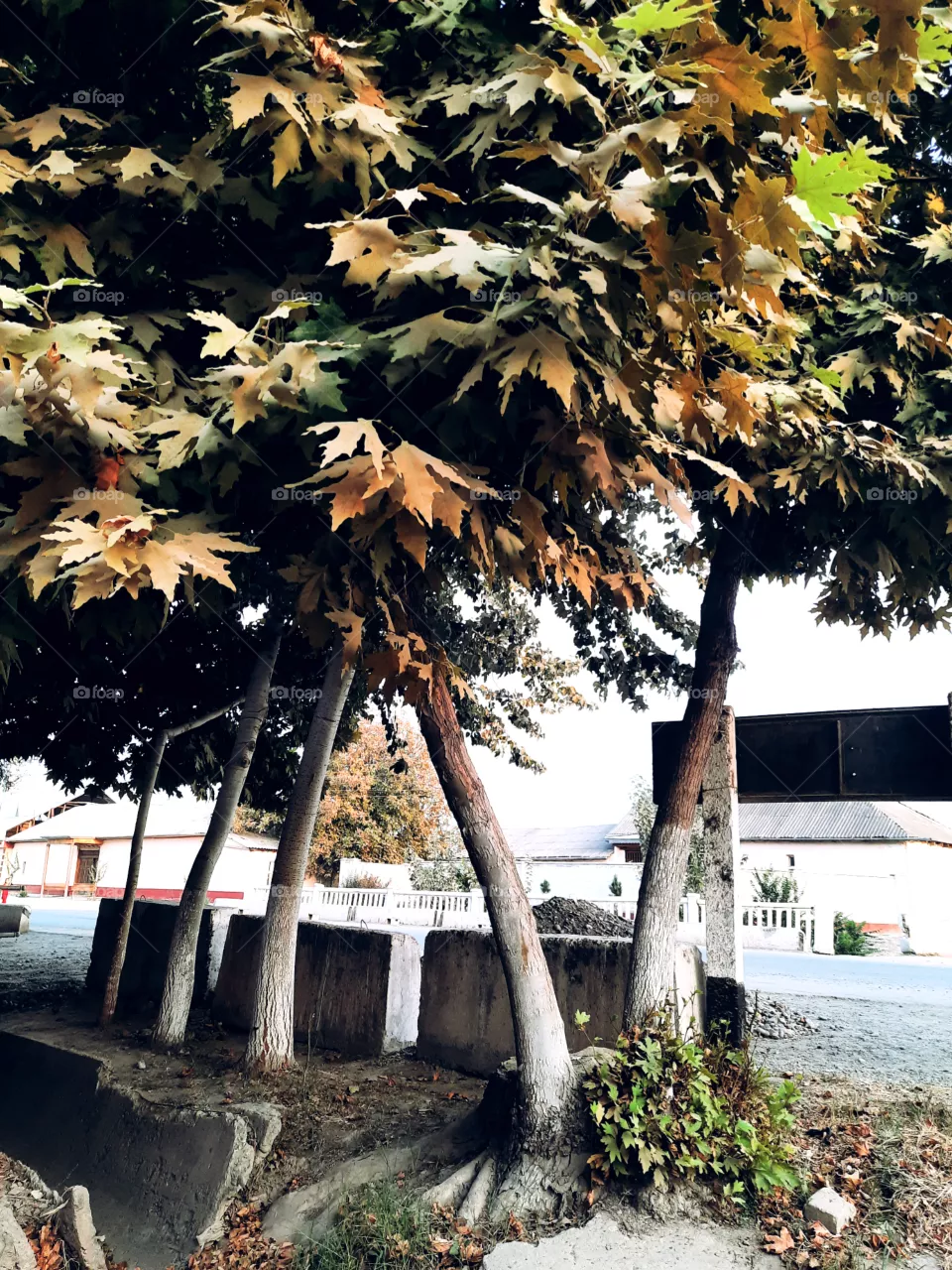 tree