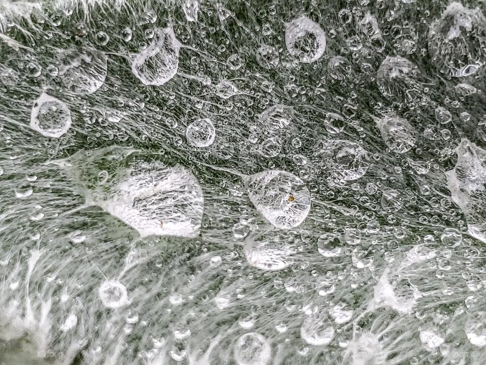 Rain drops on a fuzzy leaf known as lamb's ear.