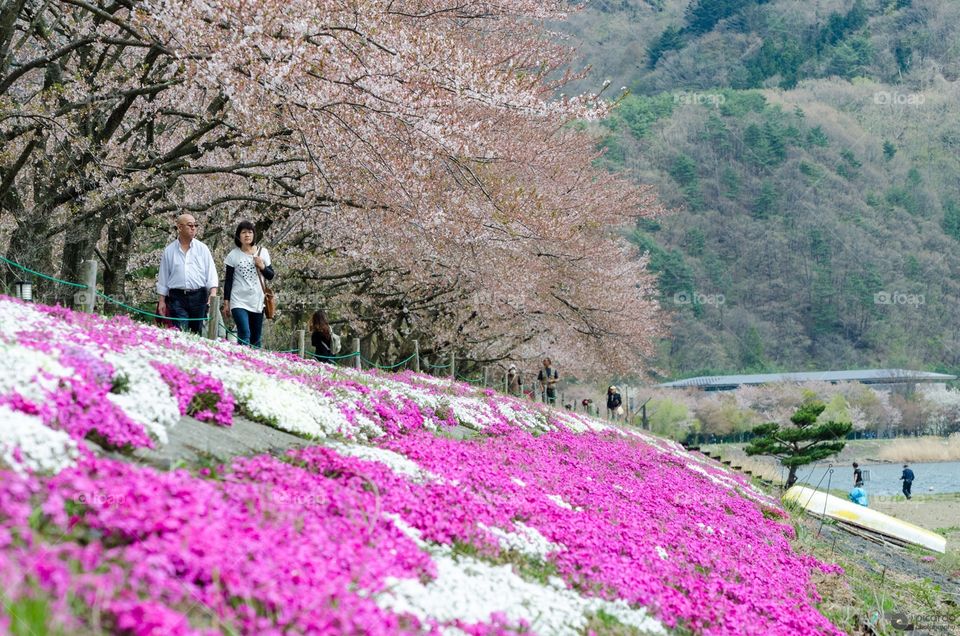 "Colors of nature"


Cherry blossom at the shoreline of Lake Kawaguchi, where tourists and locals enjoy the beauty of the nature, located pretty close to the huge Mount Fuji, Japan.
