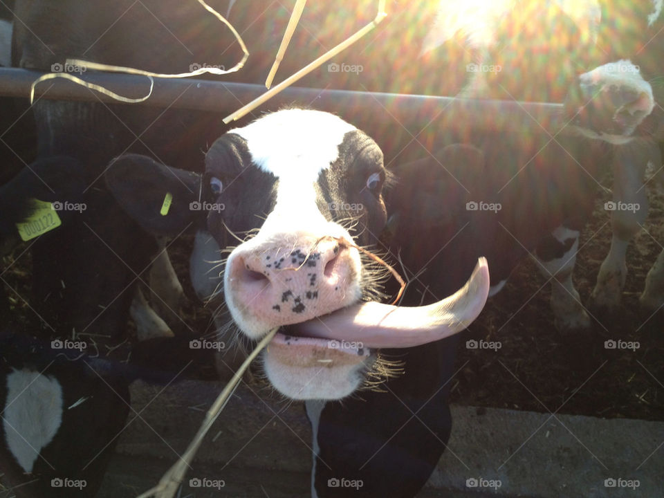 white black nose big by a.bilbaisi