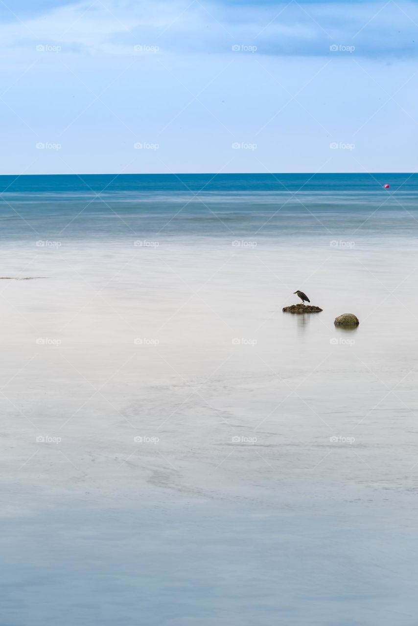 Bird keep standing to hunt fish in sea