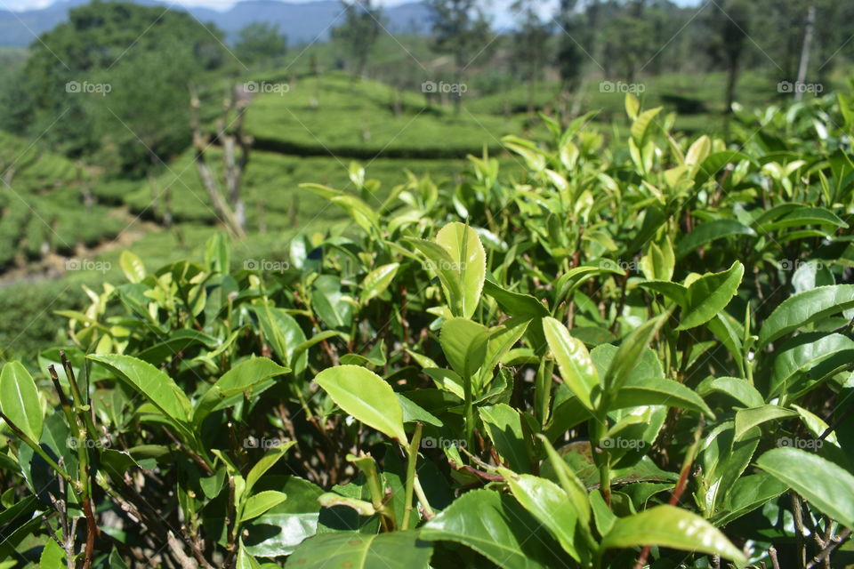 Close up snap of tea leaves
