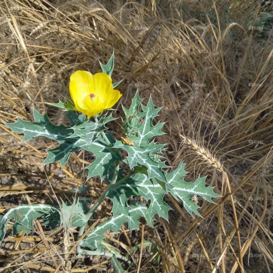 Beautiful plant with a yellow 💛 flower