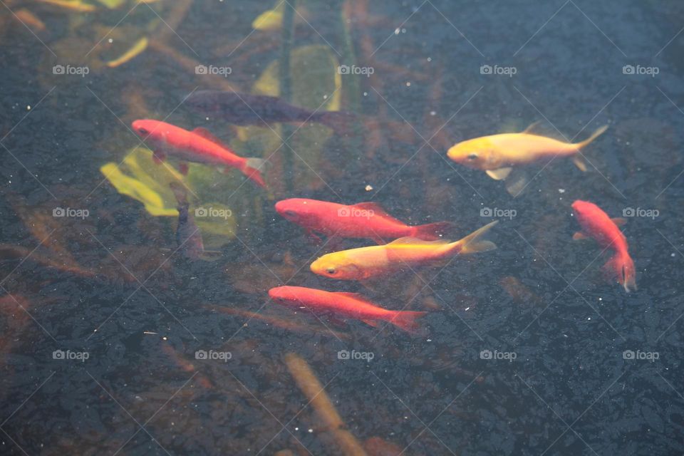 Goldfish in the fish pond