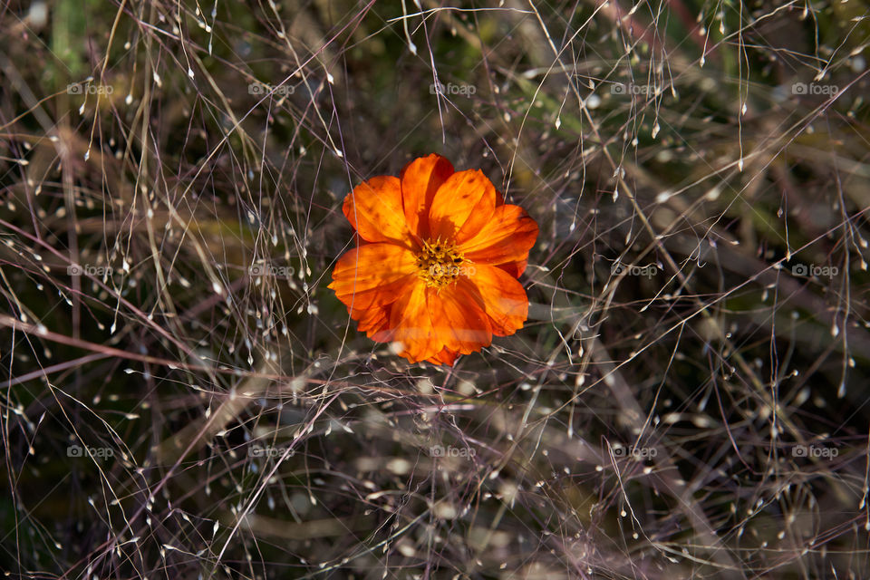 Cosmos orange. Cosmea flower. Cosmos Sulfureus 