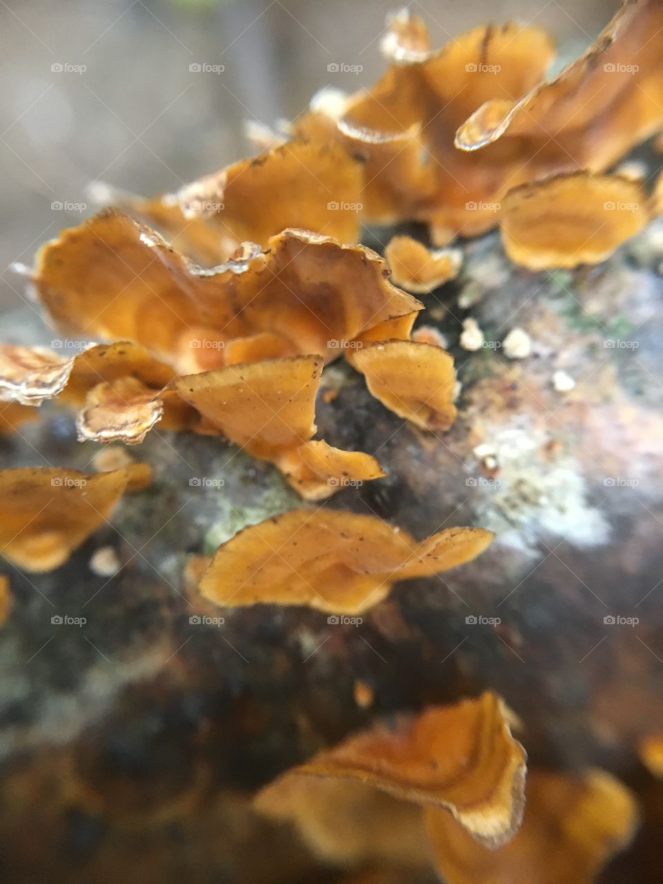 Fungus