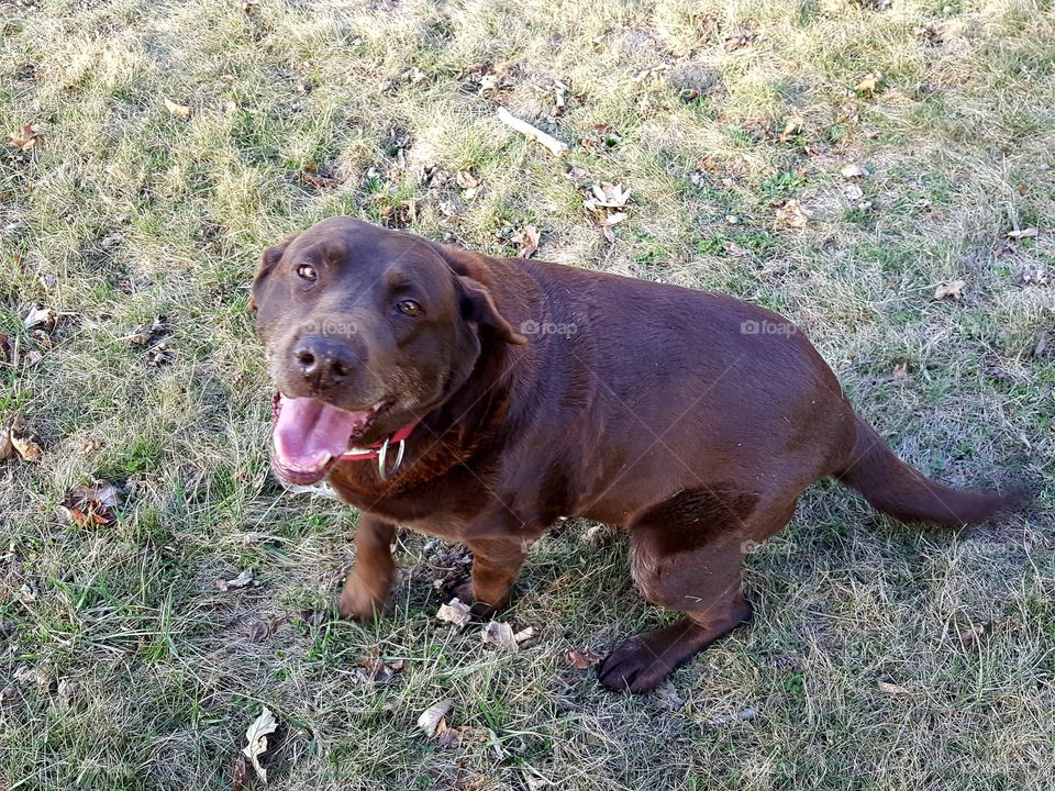 Our chocolate lab, Mocha is getting old but she still loves to play.