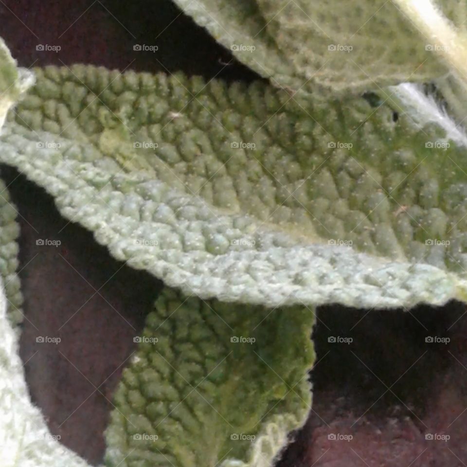 sage leaf