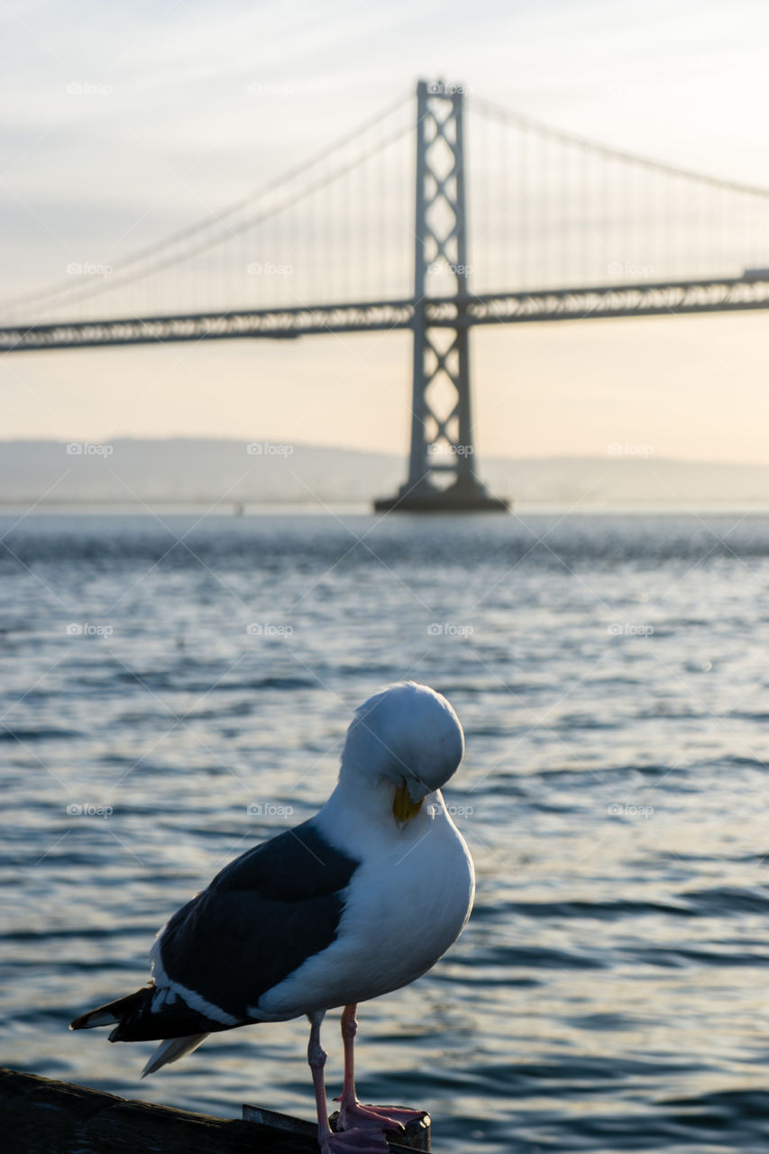 Morning grooming in the shadow of the bay bridge. 