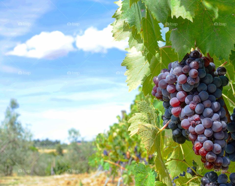 Grapes on the vineyard 