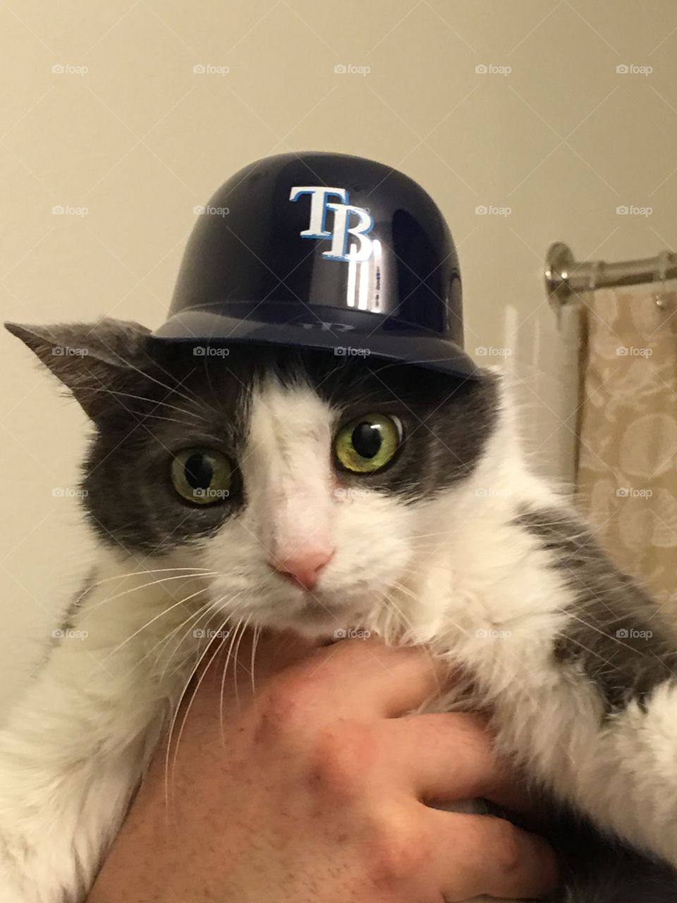 Rays cat