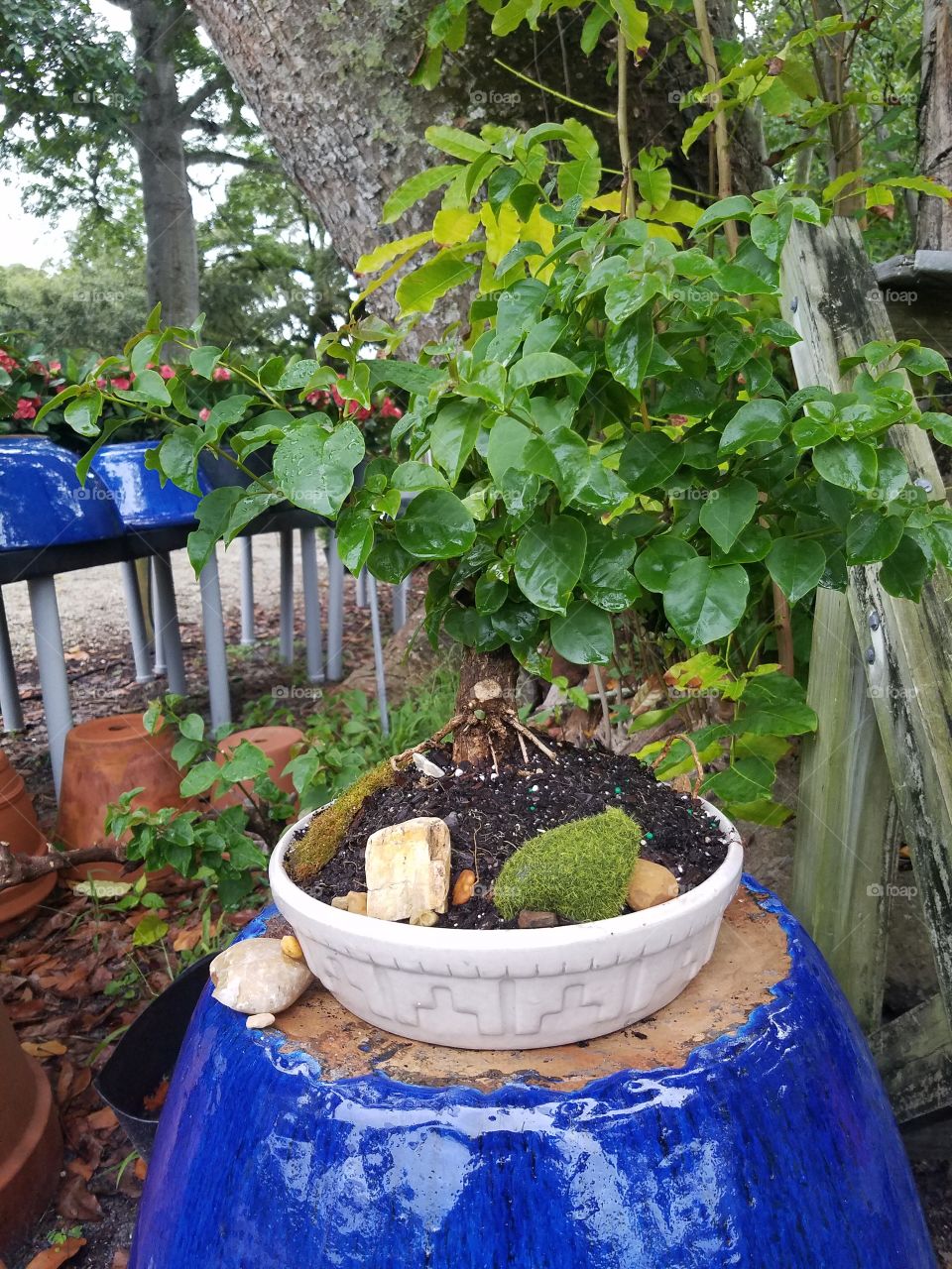 bonsai of the dwarf aka Mrs . Johnson Bougainvillea  created by myself