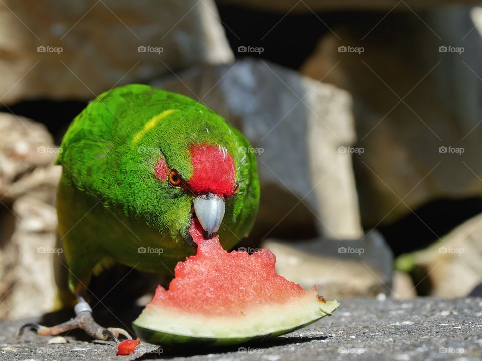 Kakariki parakeet portrait