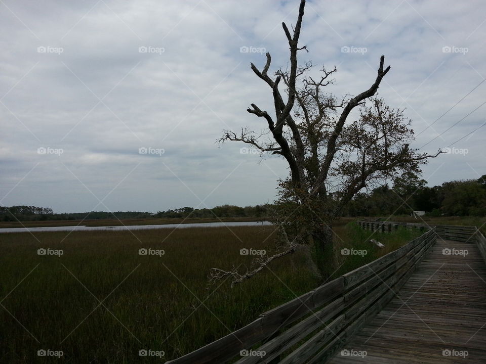 Tree in a nature marsh