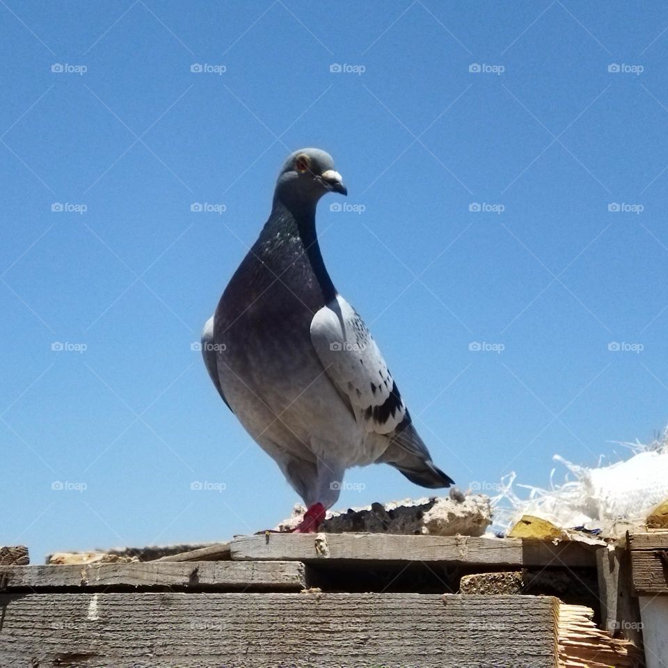 beautiful pigeon looking at camera