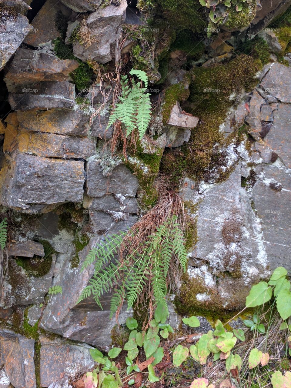 rock and fern