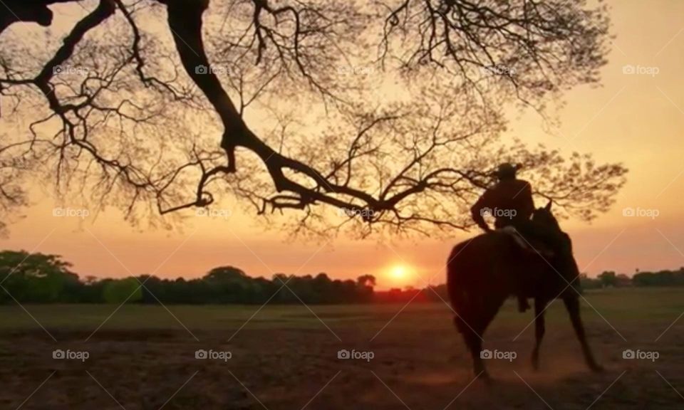 Silhouette of a man riding a horse in the field at sunset