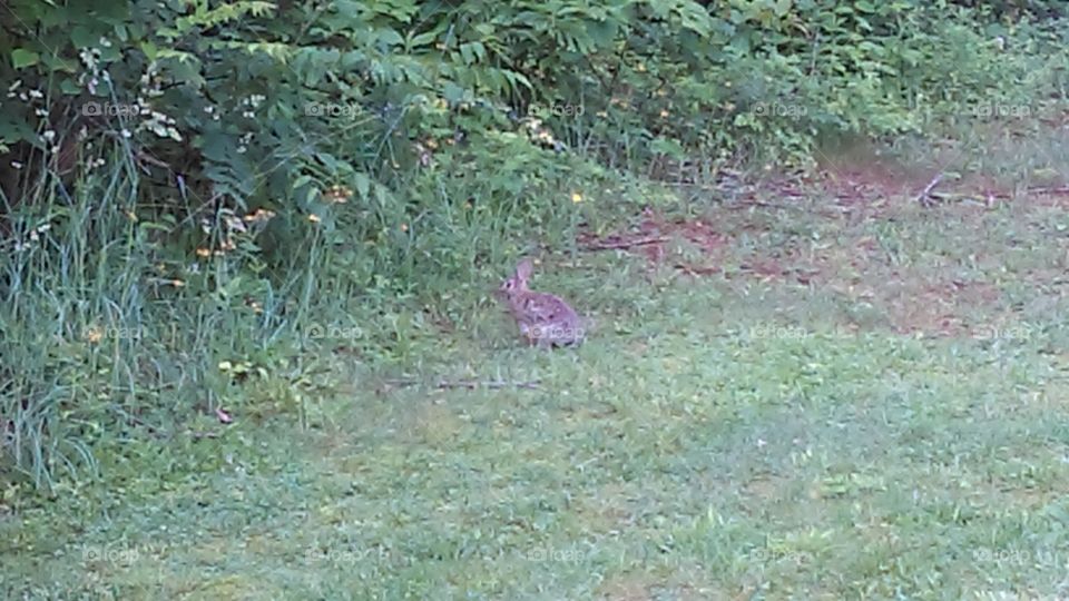 beautiful bunny rabbit