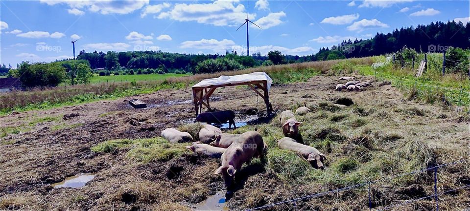 Goats are grazing on a meadow near “Aichach”, “Bavaria”, Germany and “Schloß Blumenthal”, “Castle Blumenthal” built in 1850 and long since turned into a hotel with a gourmet restaurant and its own brewery. 2024. Hypnotic Productions