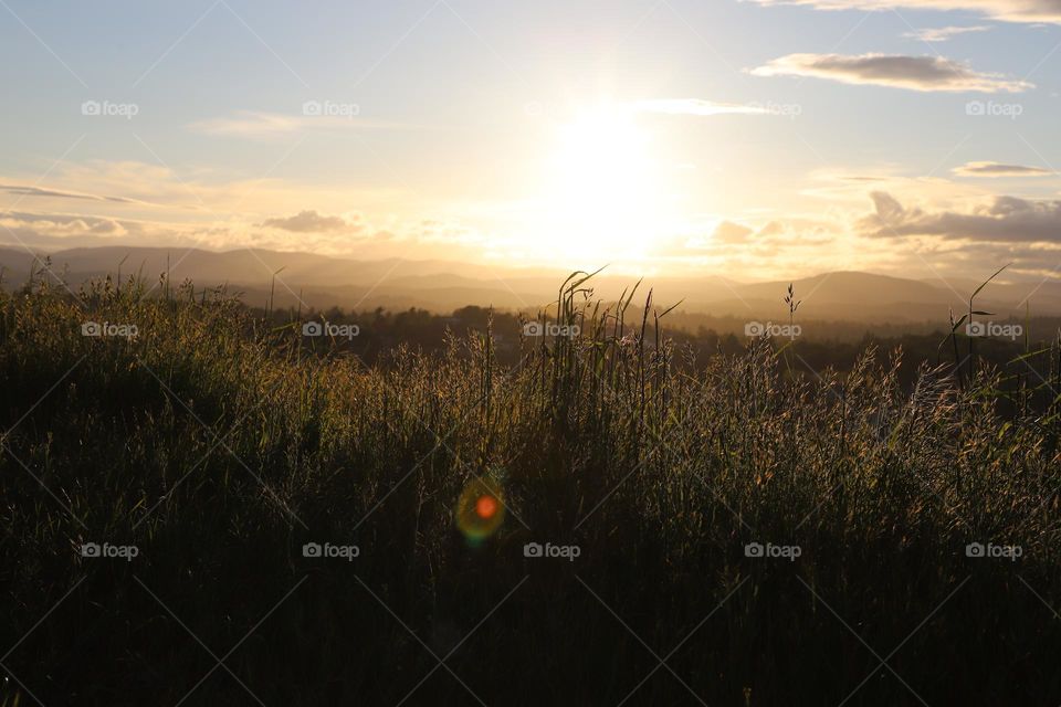 Tall grass sit a golden shine during sunset