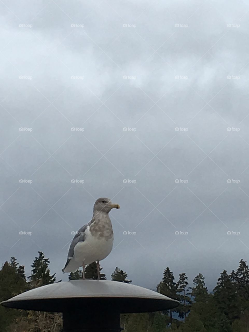 Seagull sitting on a lamppost 