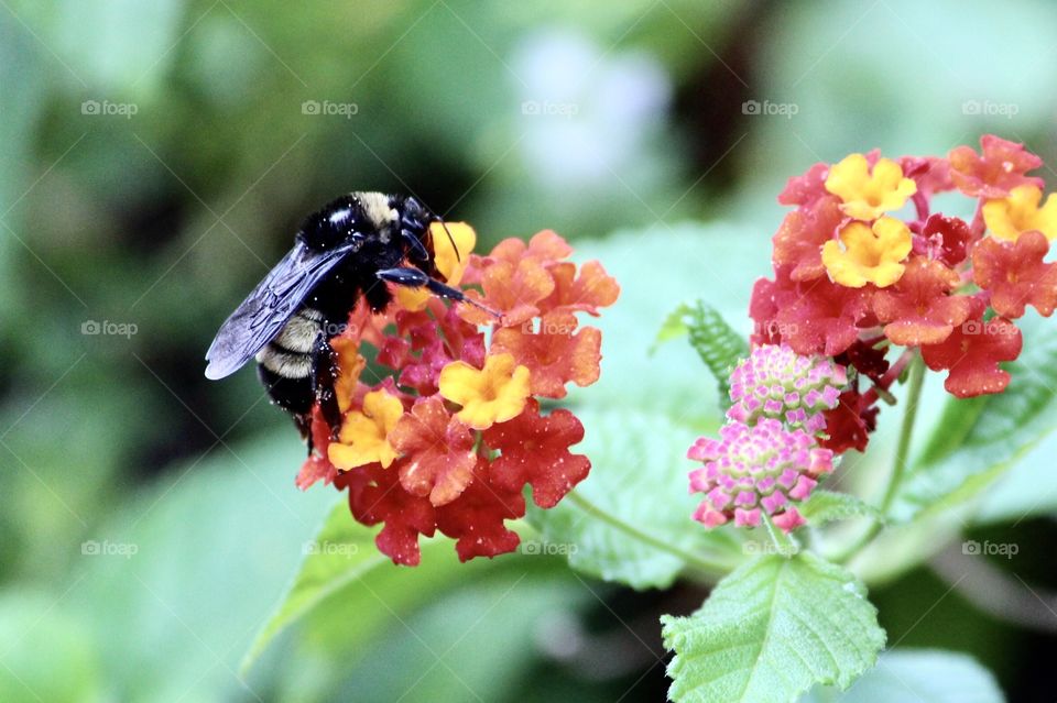 Bumblebee on Orange Flower