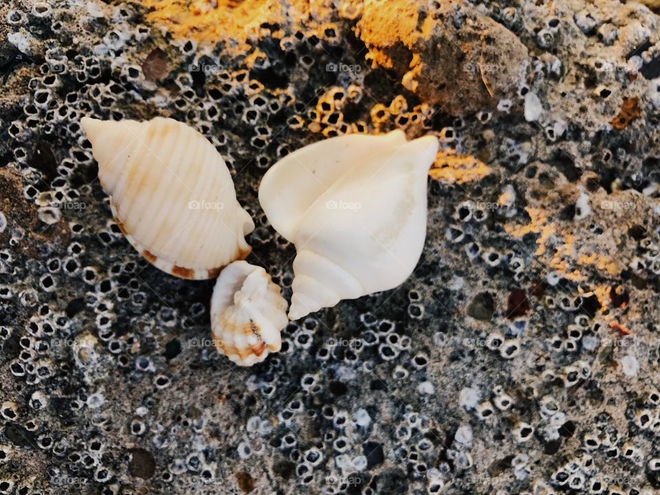 Seashells 