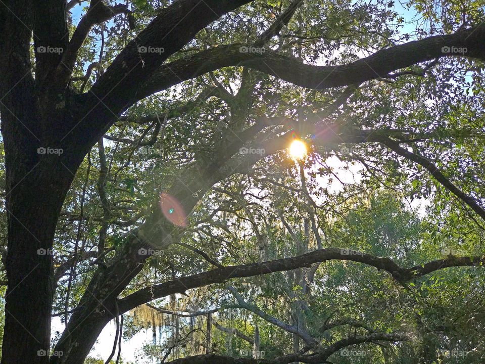 Full spectrum sunbeams through ancient oak trees.