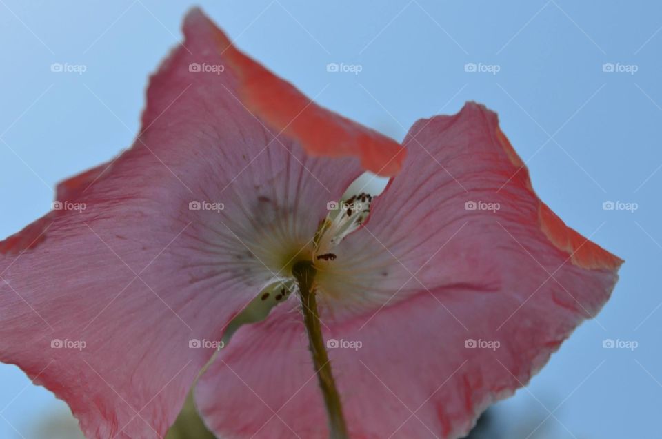 Flower from below