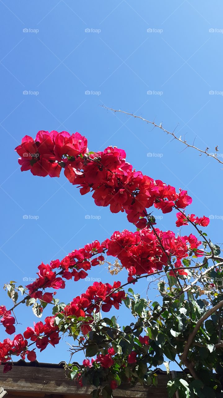 flores rojas y cielo celeste