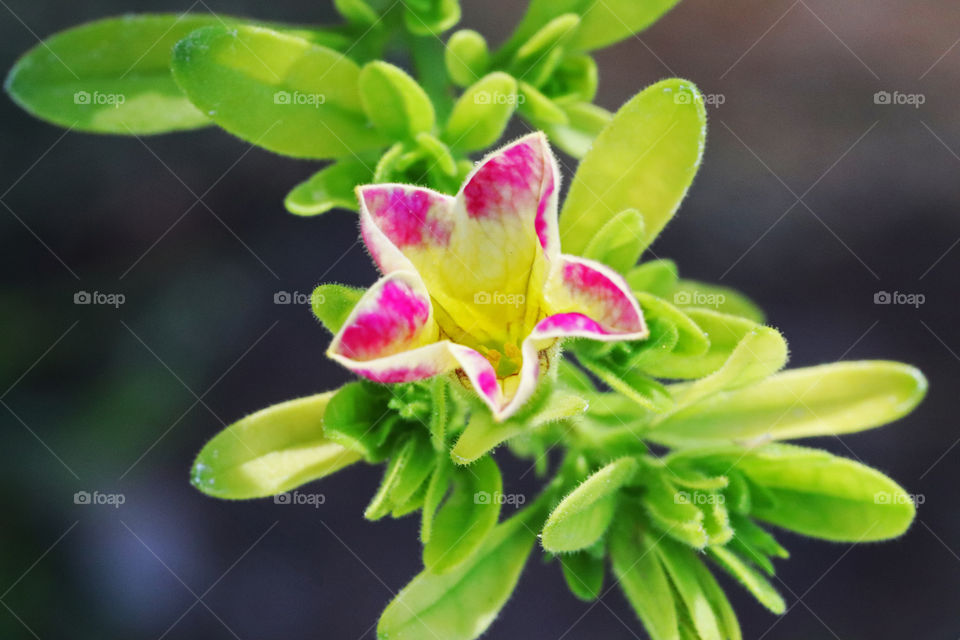 Star shaped flower