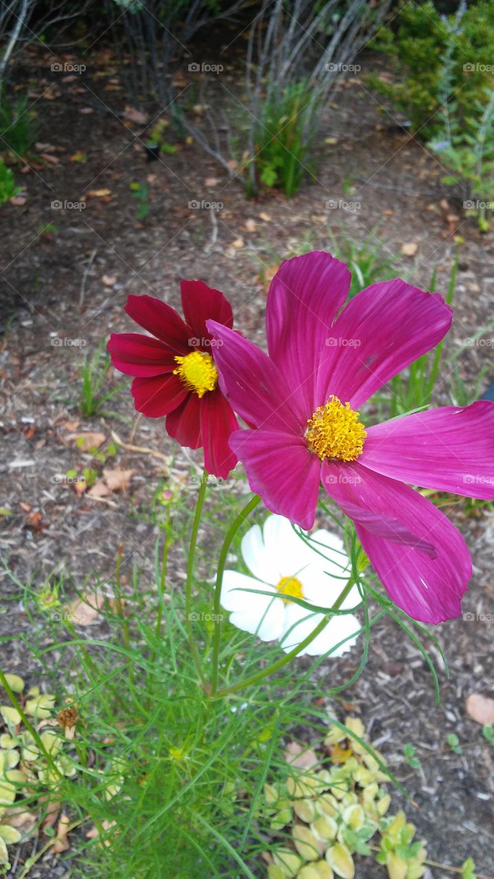 Nature, Flower, Summer, No Person, Garden