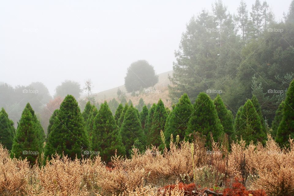 Christmas tree plantation 