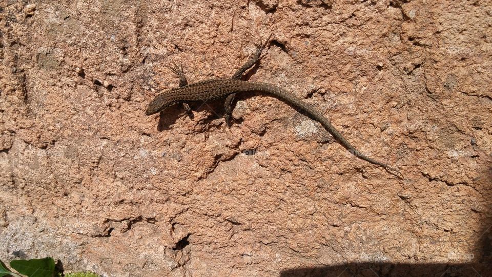 Lizard on a stone Wall