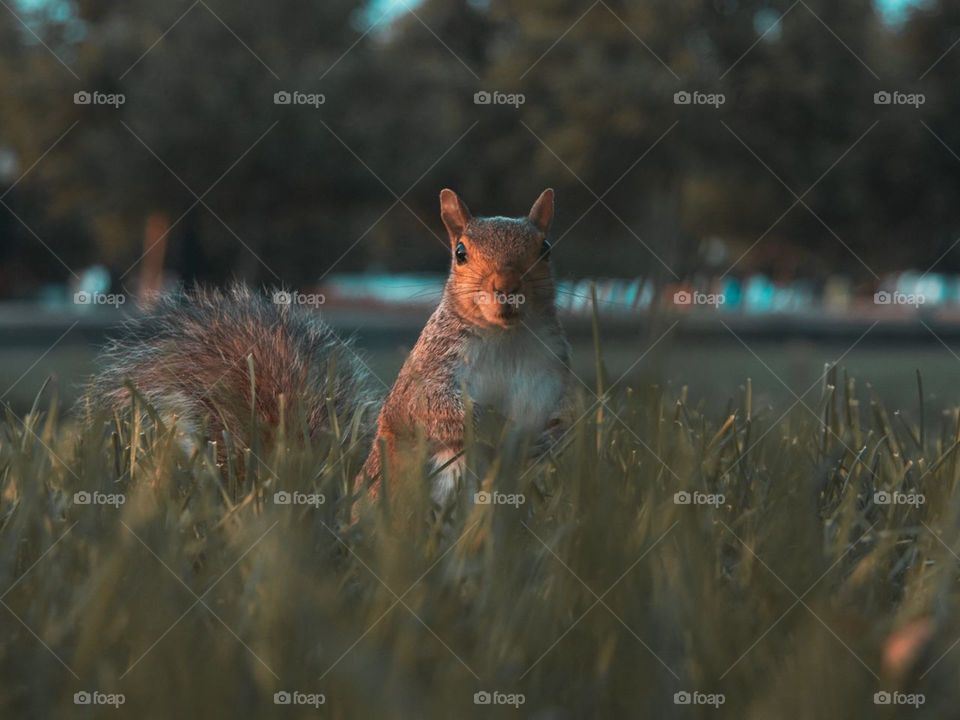 белка, взгляд, милый, животное, трава