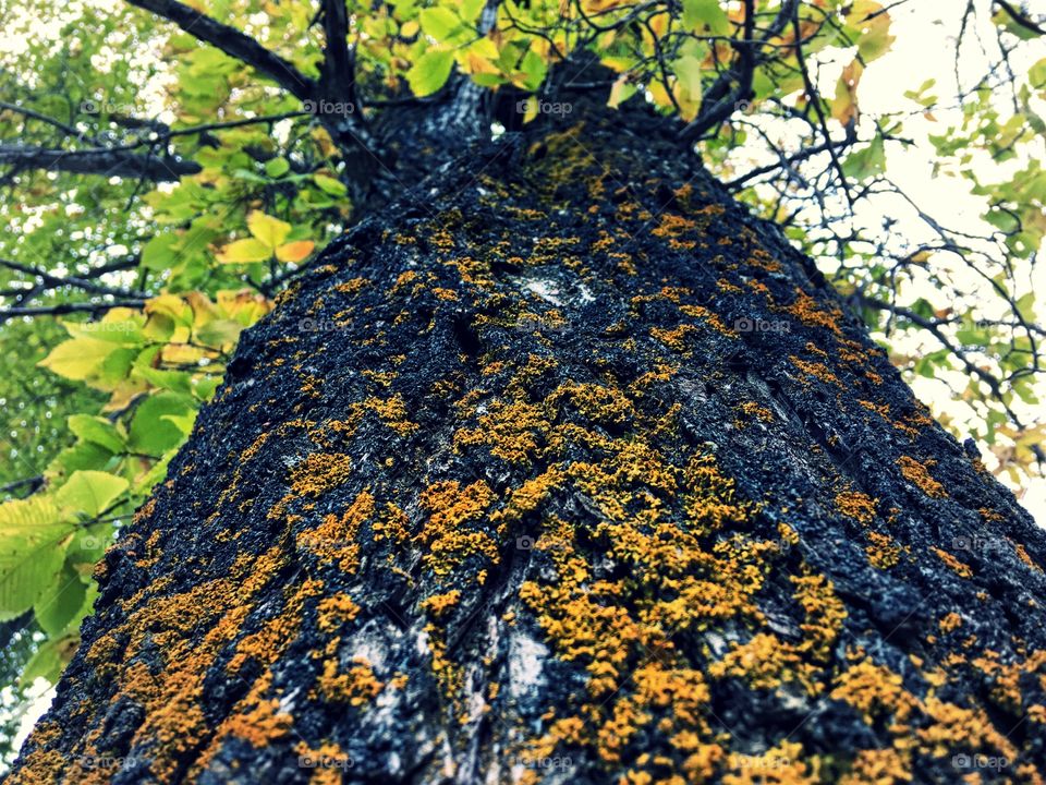 Lichen on a tree 