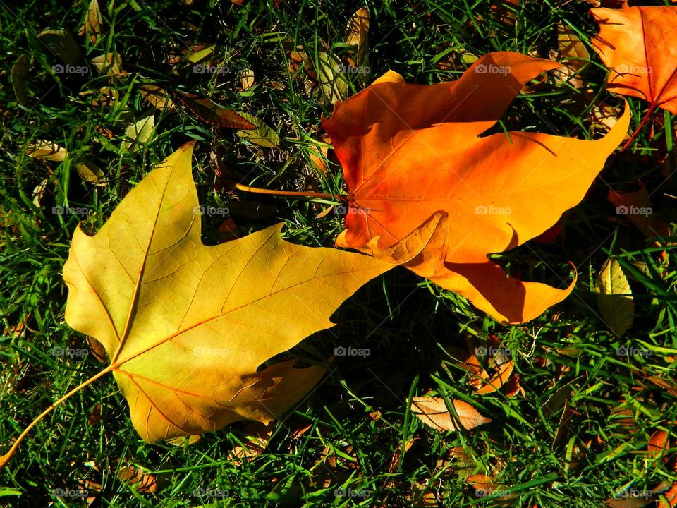 Leaves of Autumn