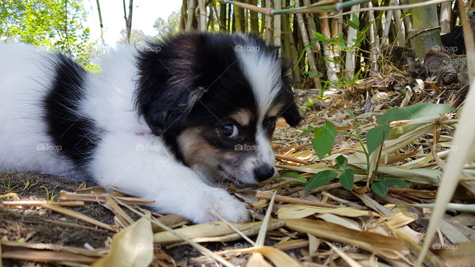 Cheeky corgipoo puppy