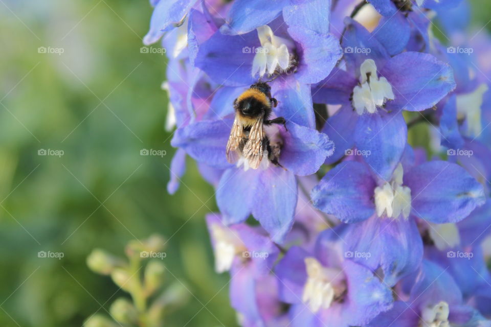 Flowers and insects are an inseparable part of life on earth. I hope you find it interesting too!