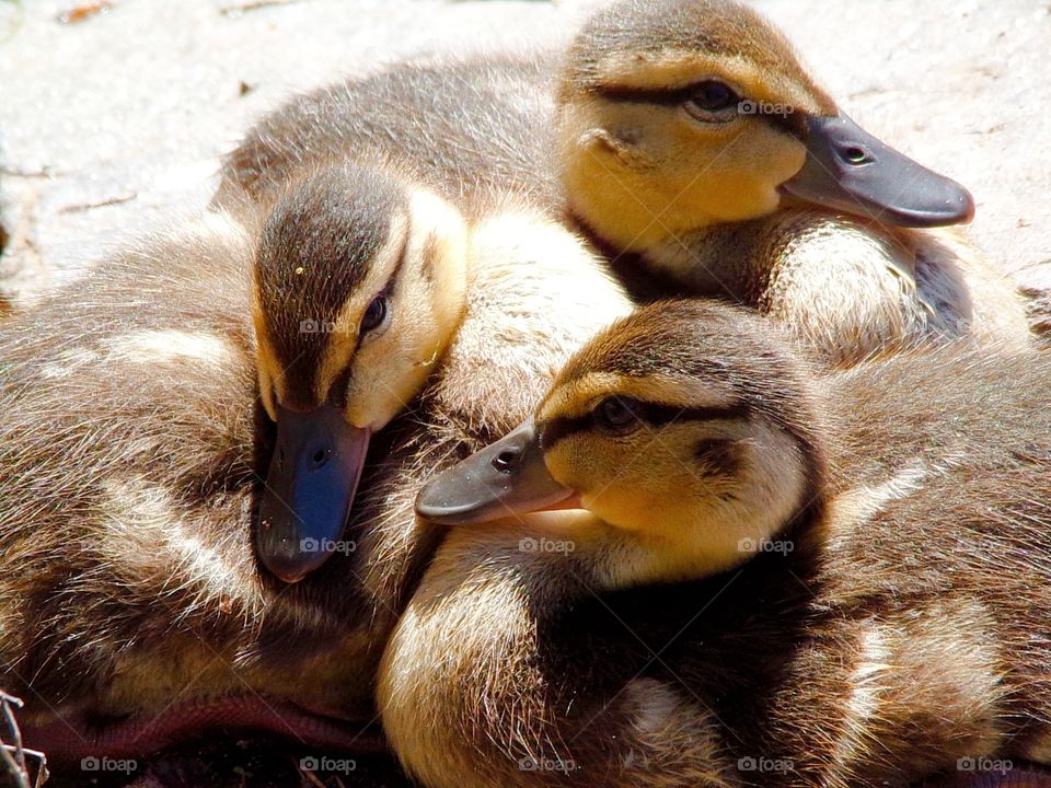Baby duckings soaking up the sun together on a rock 