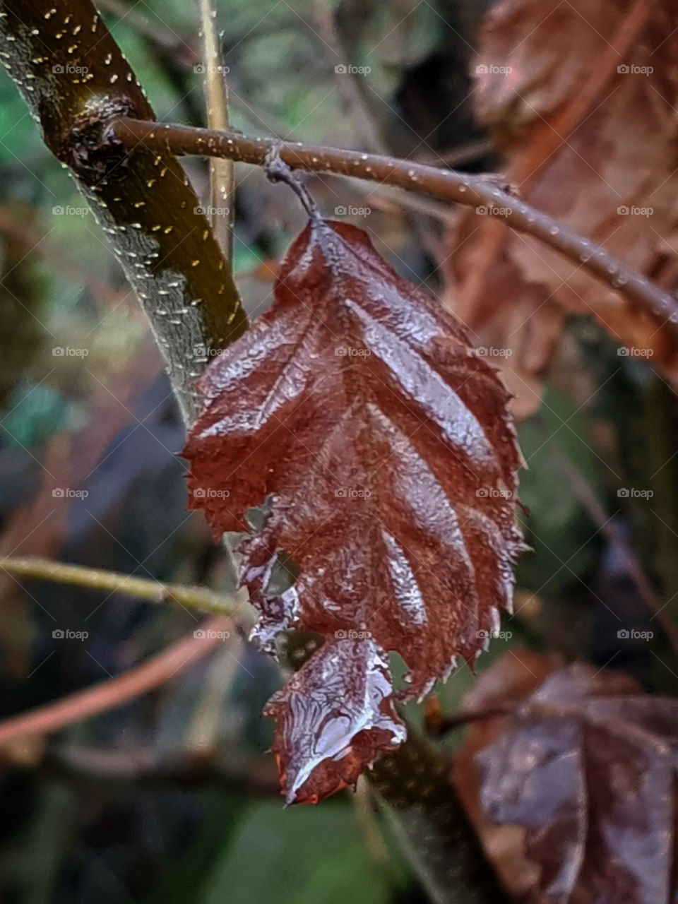 winter leaf