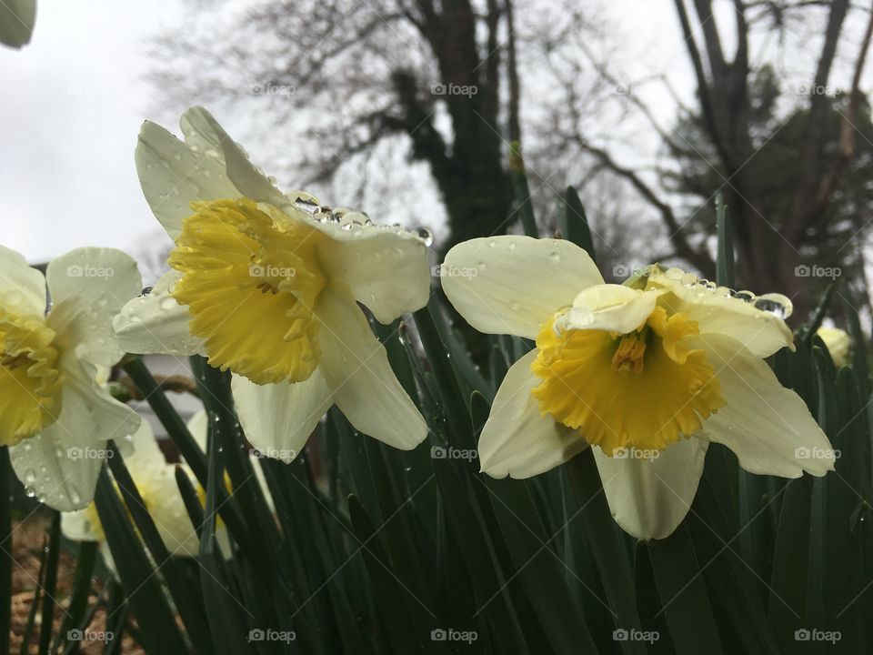 Raindrops on daffodils