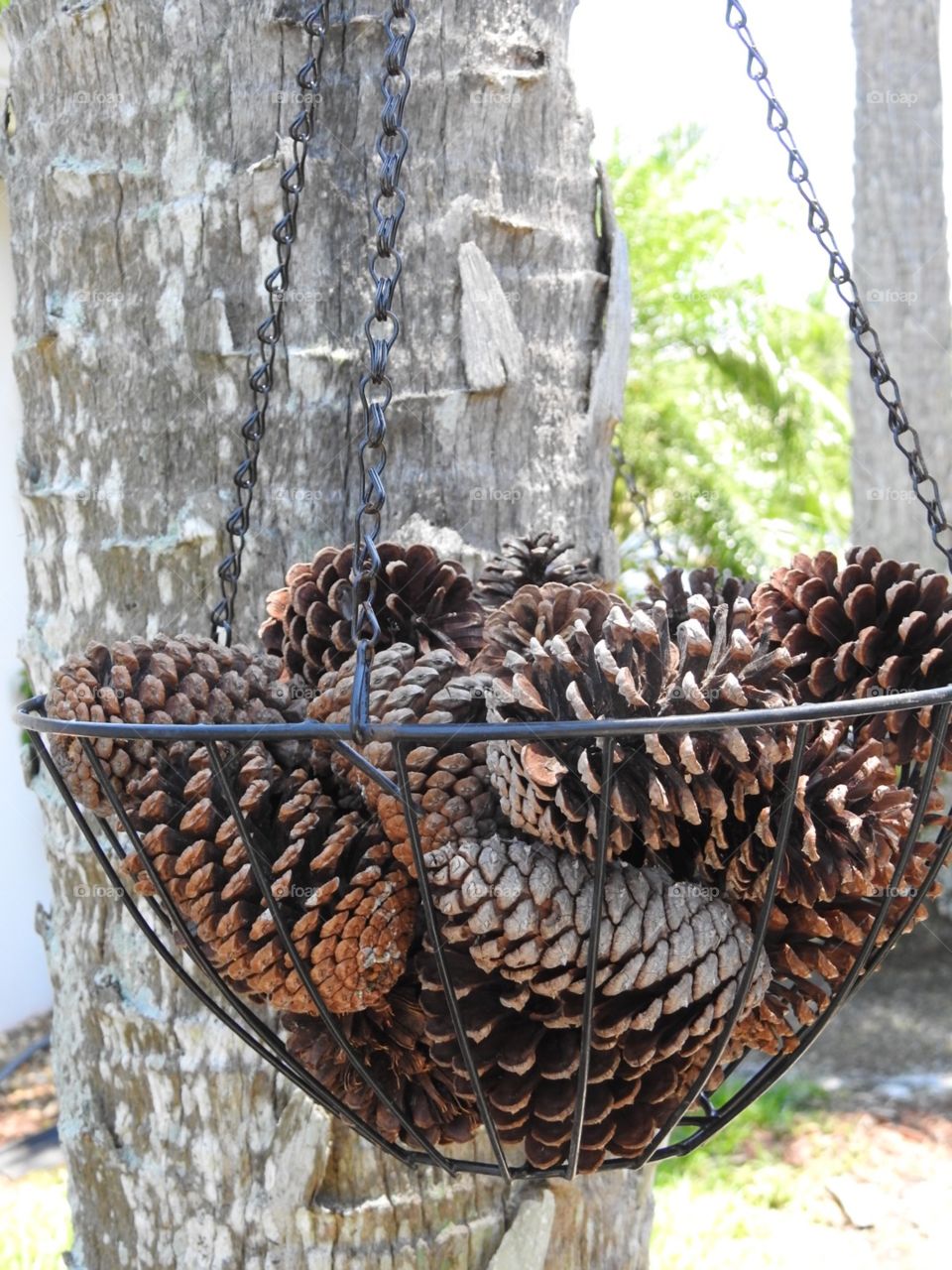 Outdoor decor. Hanging basket with pine cones 